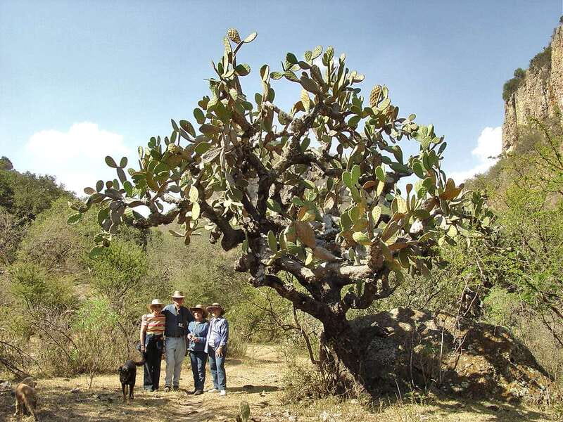 From San Miguel de Allende: Hiking in the Canyon with Lunch - Getting to the trail from downtown San Miguel