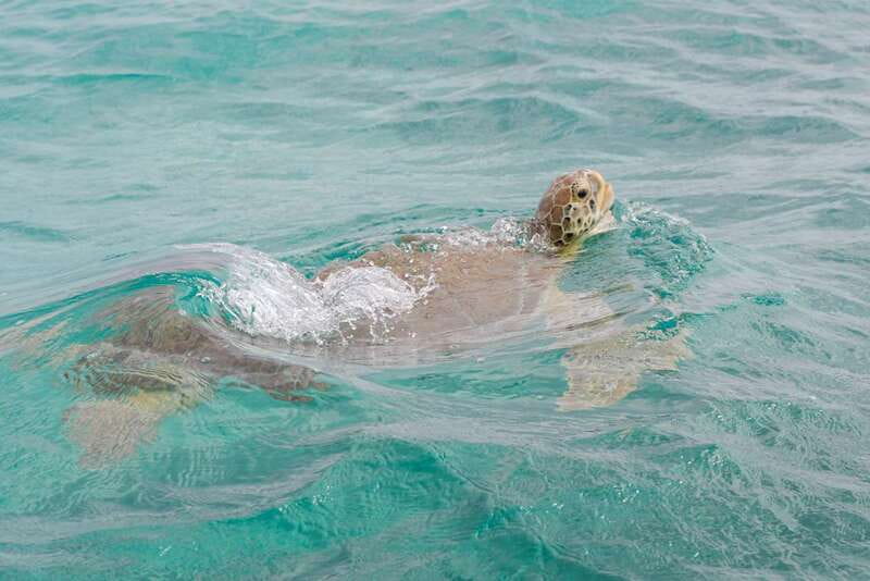 From Tulum: Sian Kaan Boat Trip Adventure with Lunch - Price and Logistics: What $254 Buys You From Tulum