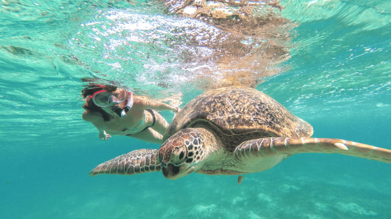 From Tulum: Tulum, Cenote and Turtle Swim Tour at Akumal - Key Highlights You’ll Feel Right Away
