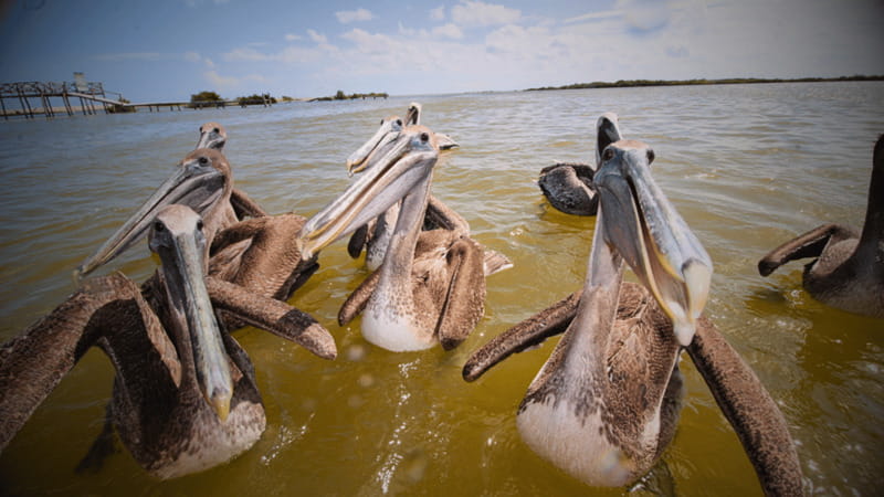 FROM VALLADOLID RIO LAGARTOS + LAS COLORADAS + CENOTE (COLECTIVO TOURISTIC) - Key things to know before you go