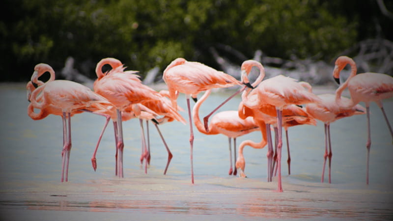 FROM VALLADOLID RIO LAGARTOS + LAS COLORADAS + CENOTE (COLECTIVO TOURISTIC) - Río Lagartos nature reserve, flamingos, and the optional boat ride