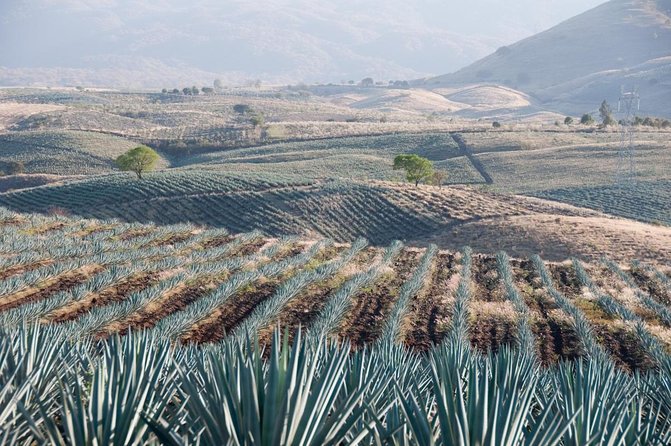 Full Day in Tequila with Tasting and party in Cantaritos - Quick hits