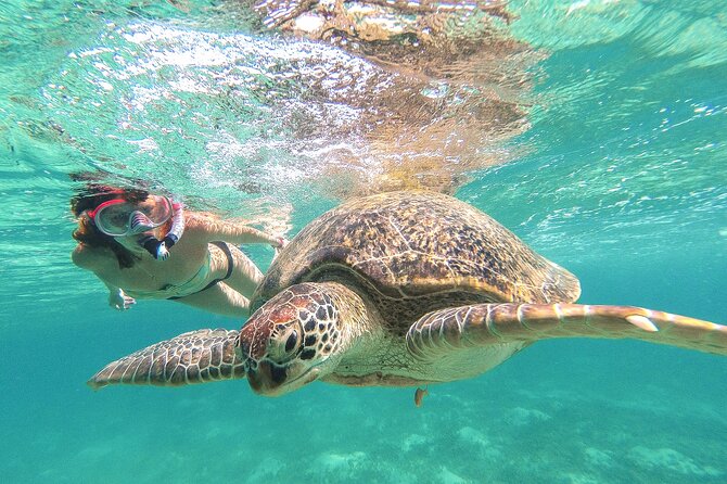 Full Day Tour to Tulum Cenote and Swim with Turtles in Akumal - Key highlights worth planning around