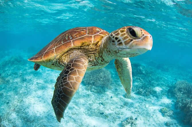Full Day Tour to Tulum Cenote and Swim with Turtles in Akumal - Lunch and the real meaning of included drinks