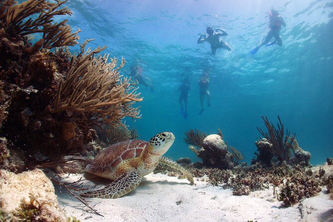 Full Day Tour to Tulum Cenote and Swim with Turtles in Akumal - Tulum ruins: sea cliffs, Mayan architecture, and enough time to wander