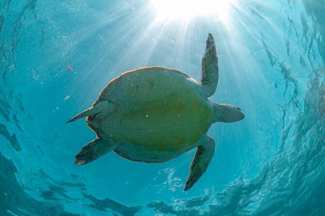 Full Day Tulum Ruins Tour Cenote and Swimming with Sea Turtles - Stop 2: Cenote Nohoch Nah Chich Swim, Jungle Atmosphere, and Cave Lighting