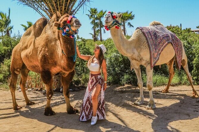 Fun Camel Ride and UTV COMBO with Tequila Tasting! - A fast Cabo combo that actually covers two worlds
