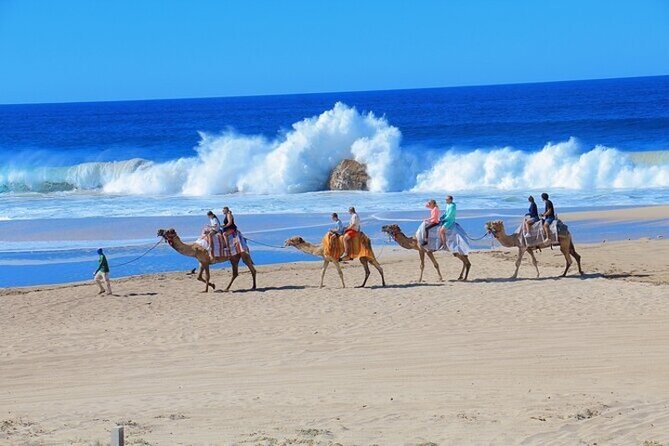 Fun Camel Ride and UTV COMBO with Tequila Tasting! - Tequila tasting: included, but not pushy by design