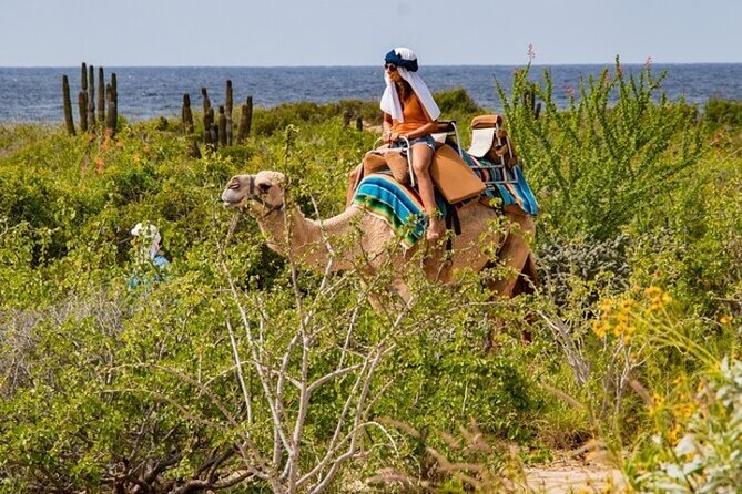 Fun Camel Ride and UTV COMBO with Tequila Tasting! - Timing and pickup: why your day might stretch