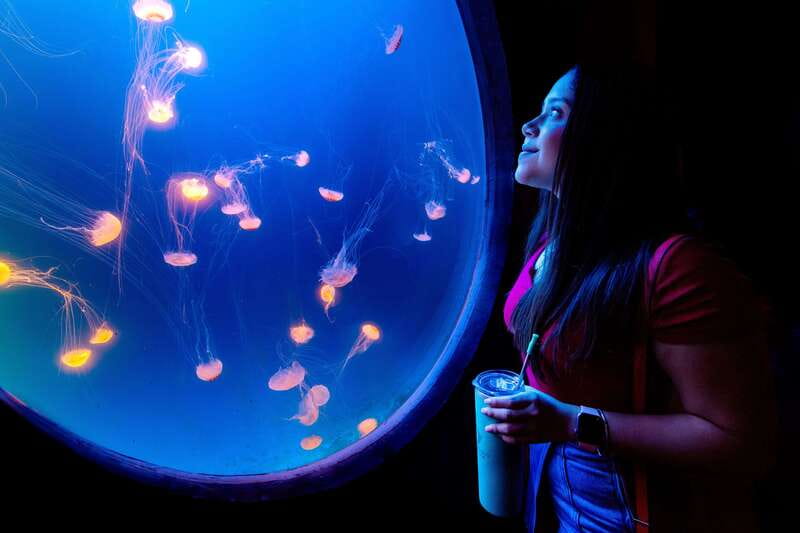 Gran Acuario Mazatlan - The Oceanic habitat: 42x23-foot views you can linger at
