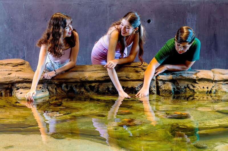 Gran Acuario Mazatlan - Humboldt penguins: included viewing, not hands-on interaction