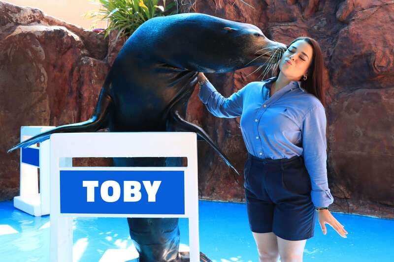 Gran Acuario Mazatlan - California sea lions: watch the exhibition style