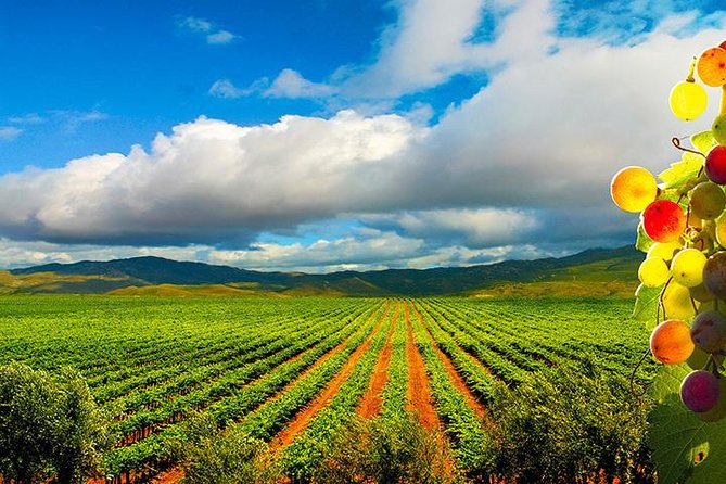 Guadalupe Valley Wine Route Tour in Baja California - Getting from Ensenada to Valle de Guadalupe at 10:00 a.m.