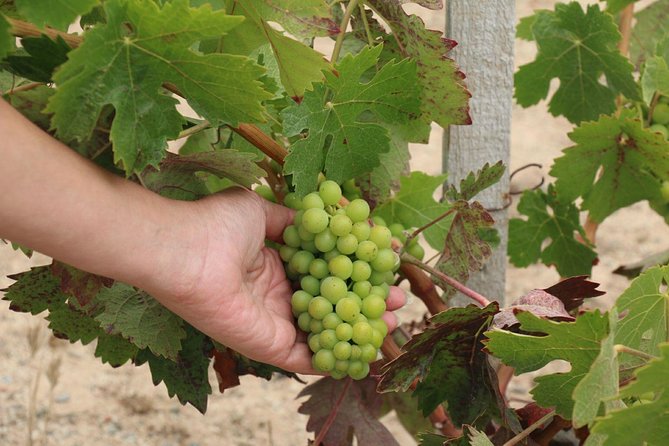 Guadalupe Valley Wine Route Tour in Baja California - The included restaurant meal, and how to not get stuck hungry