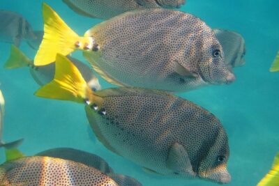 Guided Tour Los Cabos: Boat | Tacos & Tequila | Photos & Transfer
