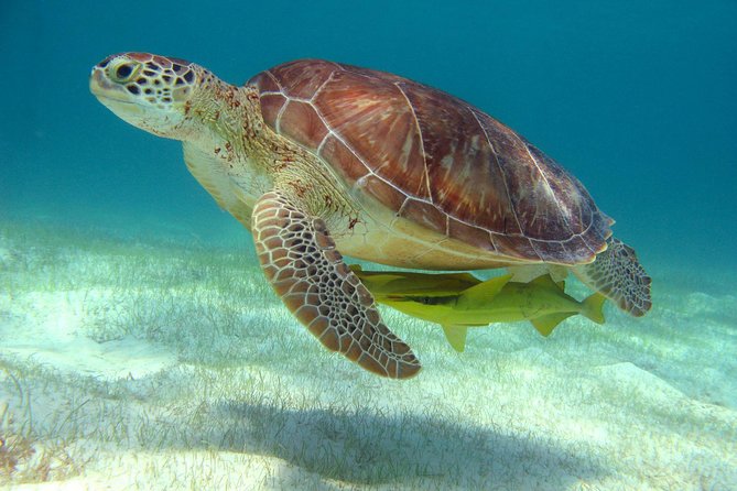 Half-Day Sea Turtle and Cenote Snorkeling Tour from Cancun & Riviera Maya - Getting There: The Early Morning Pickup From Cancun, Playa del Carmen, and Tulum