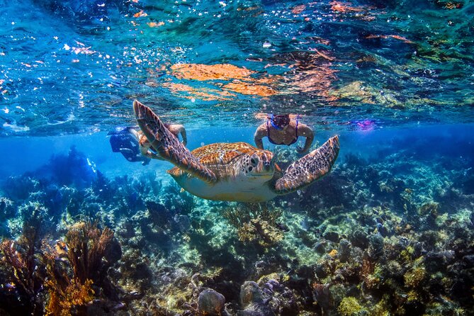 Hidden Cenote Swim: Snorkeling, Sea Turtles and Beachside Lunch - Quick picks before you go