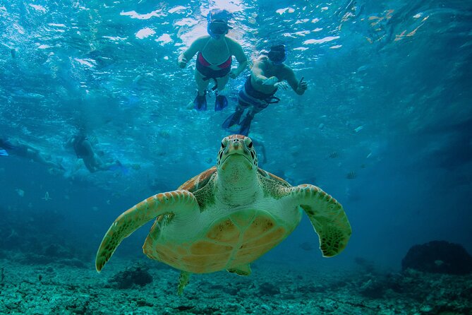 Hidden Cenote Swim: Snorkeling, Sea Turtles and Beachside Lunch - From limestone caverns to Akumal turtles in one morning