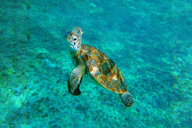 Hidden Cenote Swim: Snorkeling, Sea Turtles and Beachside Lunch - How long it takes, and why your day may run longer than 4.5 hours