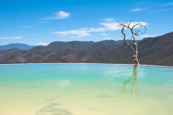 Hierve el Agua, Tule Tree, Mitla and Mezcal Distillery Tour - Stop 1: Tule tree, a 2,000-year kind of moment