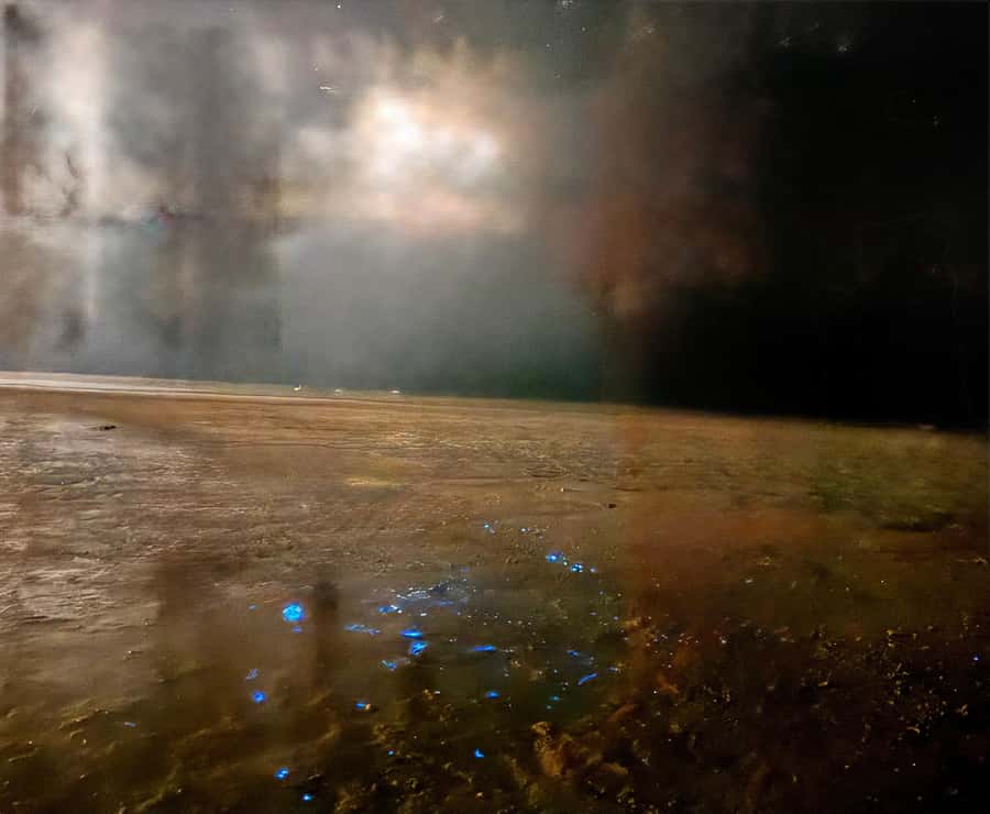 Holbox: Bioluminescence Kayaking and Stargazing - Swimming With Bioluminescent Microorganisms: Green, White, or Blue