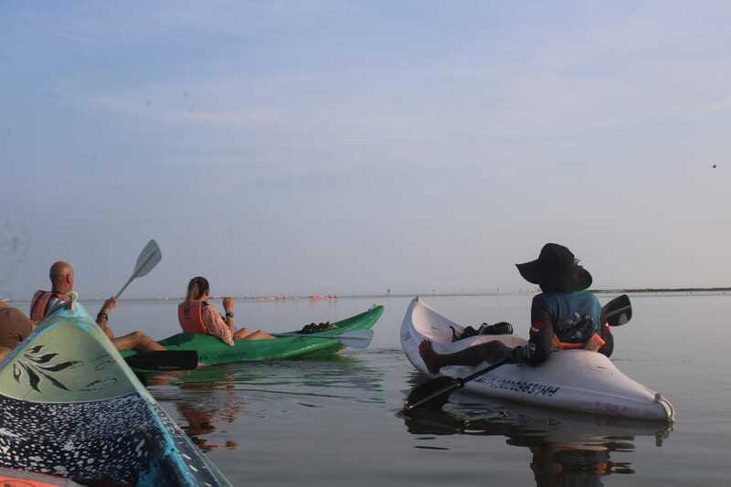 Holbox: Guided Sunrise/Sunset Kayak Tour by Mangrove Reserve - Wildlife spotting, from flamingos to crocodiles (and what is realistic)