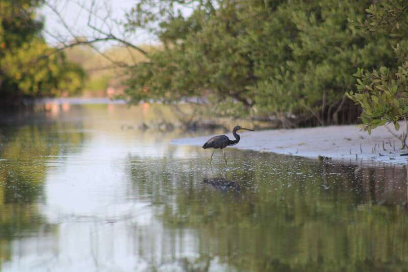 Holbox: Guided Sunrise/Sunset Kayak Tour by Mangrove Reserve - Golf cart pickup, then a calm briefing before you paddle