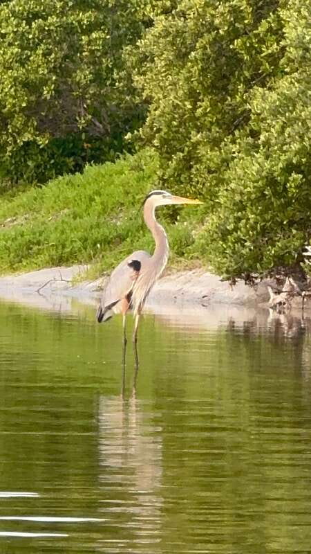 Holbox: Mangrove Sunset Kayak Tour - Who This Tour Fits Best, and Who Should Skip It