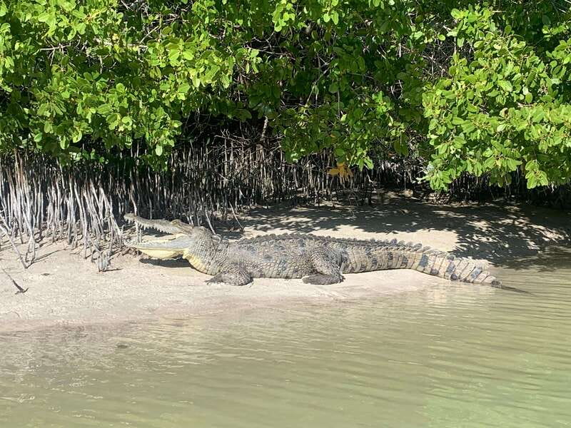 Holbox: Mangrove Sunset Kayak Tour - The Snack Stop and Guide Story Time (Without Killing the Vibe)