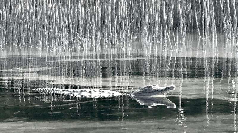 Holbox: Mangrove Sunset Kayak Tour - What You Should Bring (They Do Provide the Key Gear)