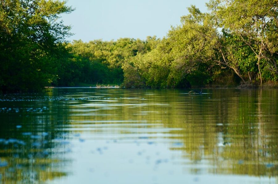 Holbox: Mangrove Sunset Kayak Tour - Price and Value: Is This $55 Kayak Tour Worth It?