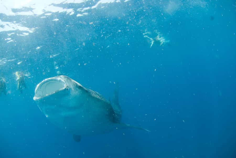 Holbox: Search and Swim with Whale Sharks ! All Inclusive. - Key moments that make this tour worth your time