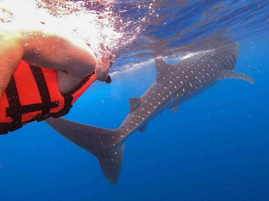 Holbox: Search and Swim with Whale Sharks ! All Inclusive. - Searching near Cabo Catoche and the “secret stop” moment