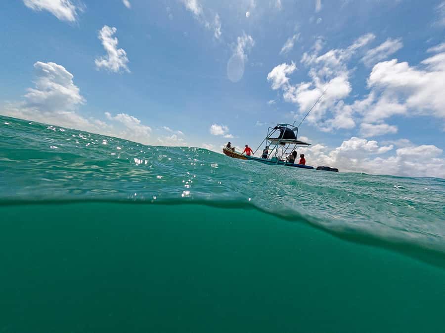 Holbox: Search and Swim with Whale Sharks ! All Inclusive. - Snorkeling and marine life viewing when conditions vary