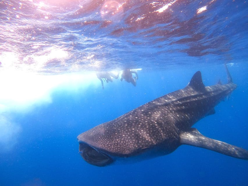 Holbox: Search and Swim with Whale Sharks ! All Inclusive. - Cabo Catoche beach time: lunch, swimming, and a breather