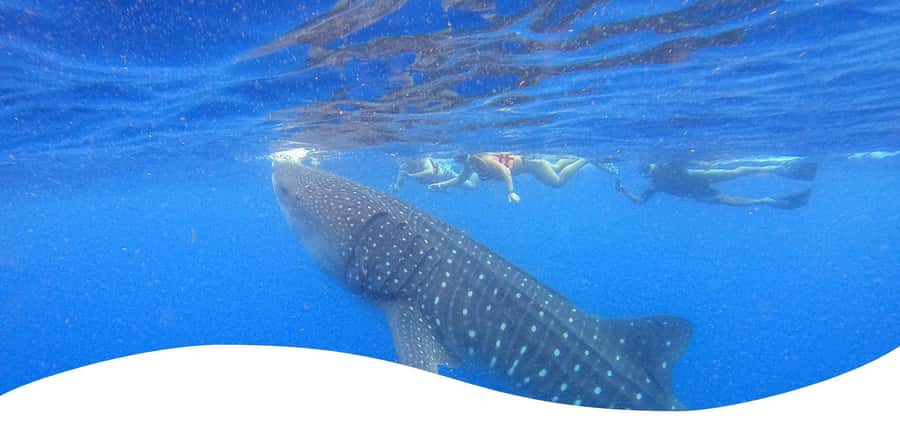 Holbox: Search and Swim with Whale Sharks ! All Inclusive. - Food you will actually remember: breakfast and fresh ceviche