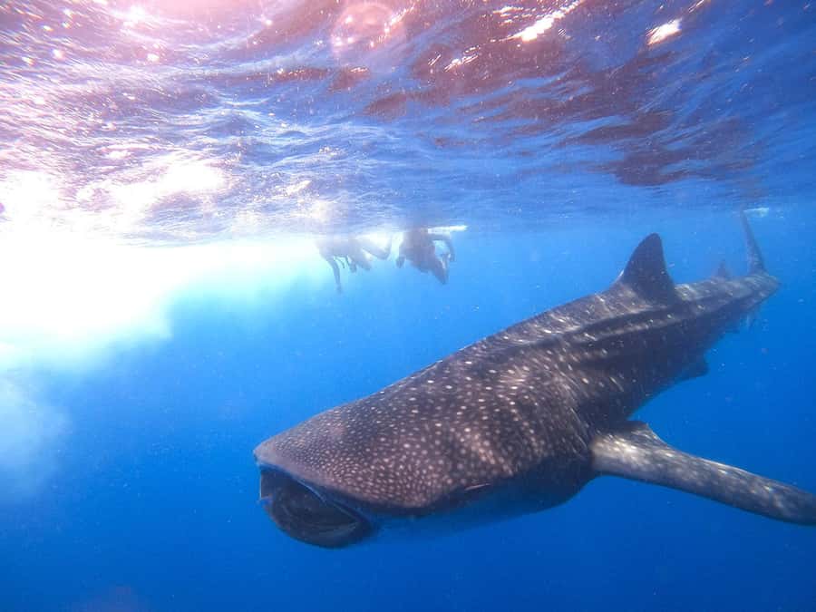 Holbox: Search and Swim with Whale Sharks ! All Inclusive. - Price and value: what $224 buys you (and what it cannot guarantee)