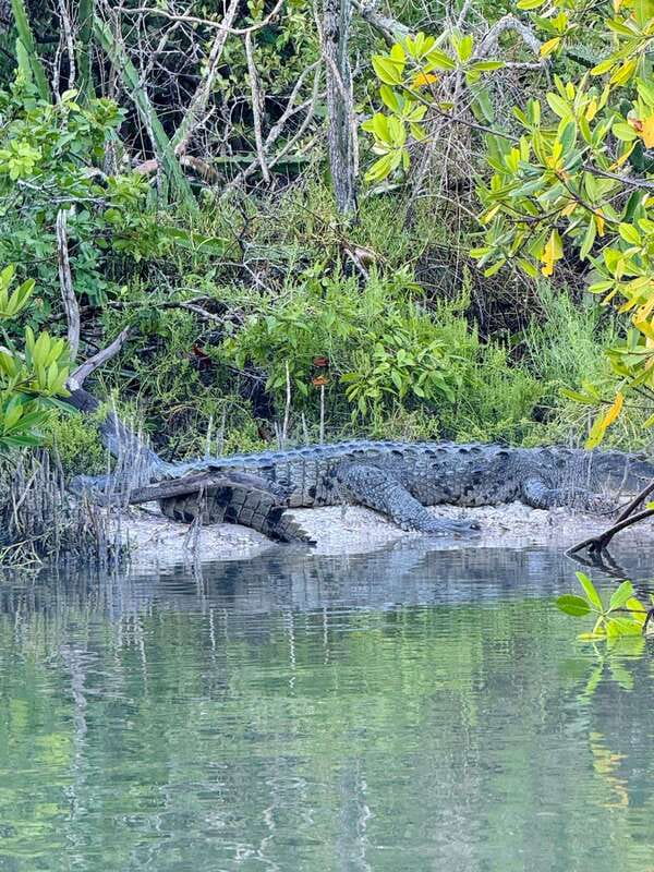 Holbox: Sunrise & Mangrove Kayak Tour - Flamingo kayaks and the paddle route to Kuká River