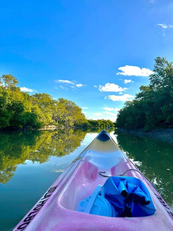 Holbox: Sunrise & Mangrove Kayak Tour - What you can spot in the mangroves, flamingos to herons to baby crocs