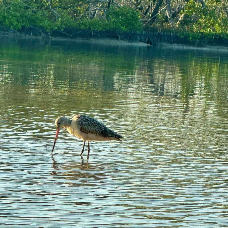 Holbox: Sunrise & Mangrove Kayak Tour - Price and what $49 buys you in the real world