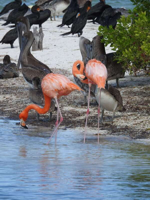 Holbox: Yum Balam Reserve Classic Boat Tour - Meeting points that can be close, but still worth double-checking