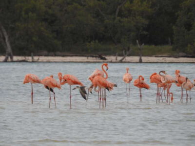 Yum Balam Reserve Classic Boat Tour