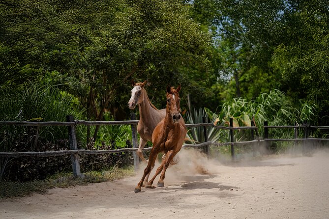 Horseback Riding and Cenote Swim from Cancun or Playa del Carmen - Amenities and included value: the real math on $120