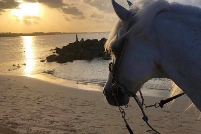 Horseback Riding in Sayulita Through Jungle Trails to the Beach - Tequila Tasting Afterward, Why It Feels Like a Bonus Not an Extra