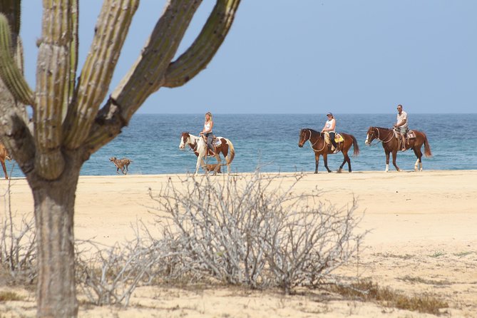 Horseback Riding Tour in Cabo San Lucas - Rancho Carisuva Meets the Pacific Coast