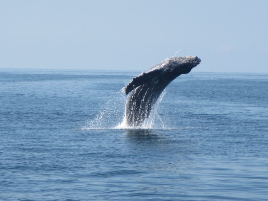 Huatulco: Bays Boat Tour with Snorkeling and Hotel Pickup - Transportation Timing That Matters on a 7-Hour Day
