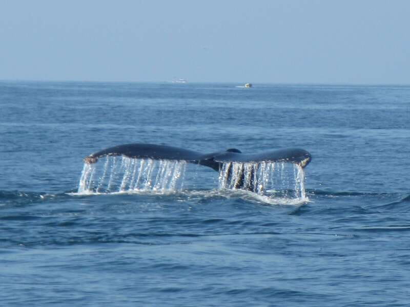 Huatulco: Bays Boat Tour with Snorkeling and Hotel Pickup - Eco-Friendly Boat Ride: What That Means in Practice