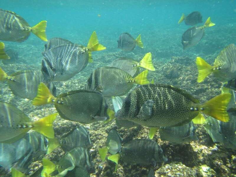 Huatulco: Bays Boat Tour with Snorkeling and Hotel Pickup - What to Bring (and What to Budget For)