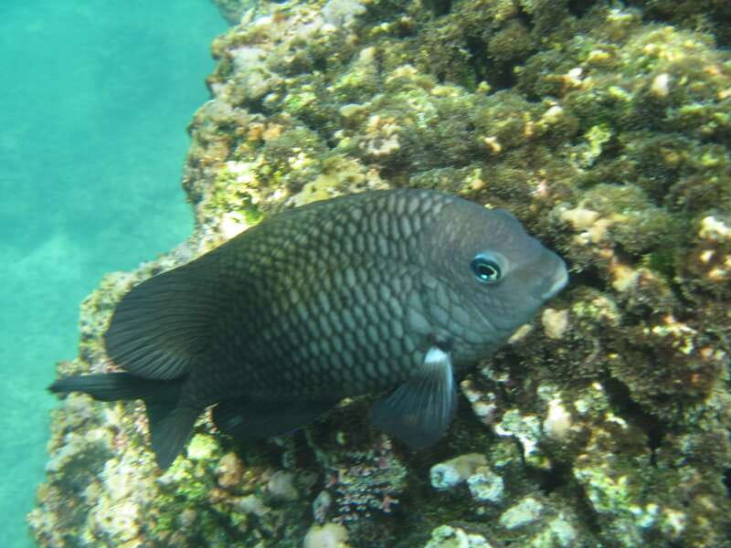 Huatulco: Premium Boat Tour with snorkel experience. - Cacaluta Bay, Maguey Beach, and the turtle-shaped photo moment