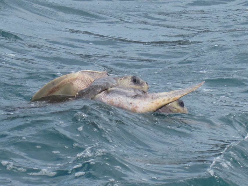 Huatulco: Premium Boat Tour with snorkel experience. - Included drinks: nice touch, but check how it lands on the day